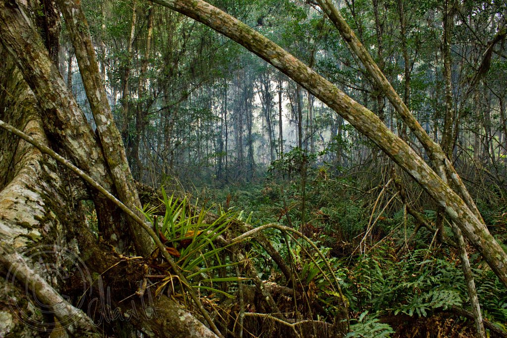 Emerald Forest