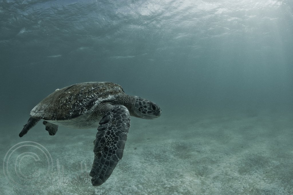 Ocean Traveller