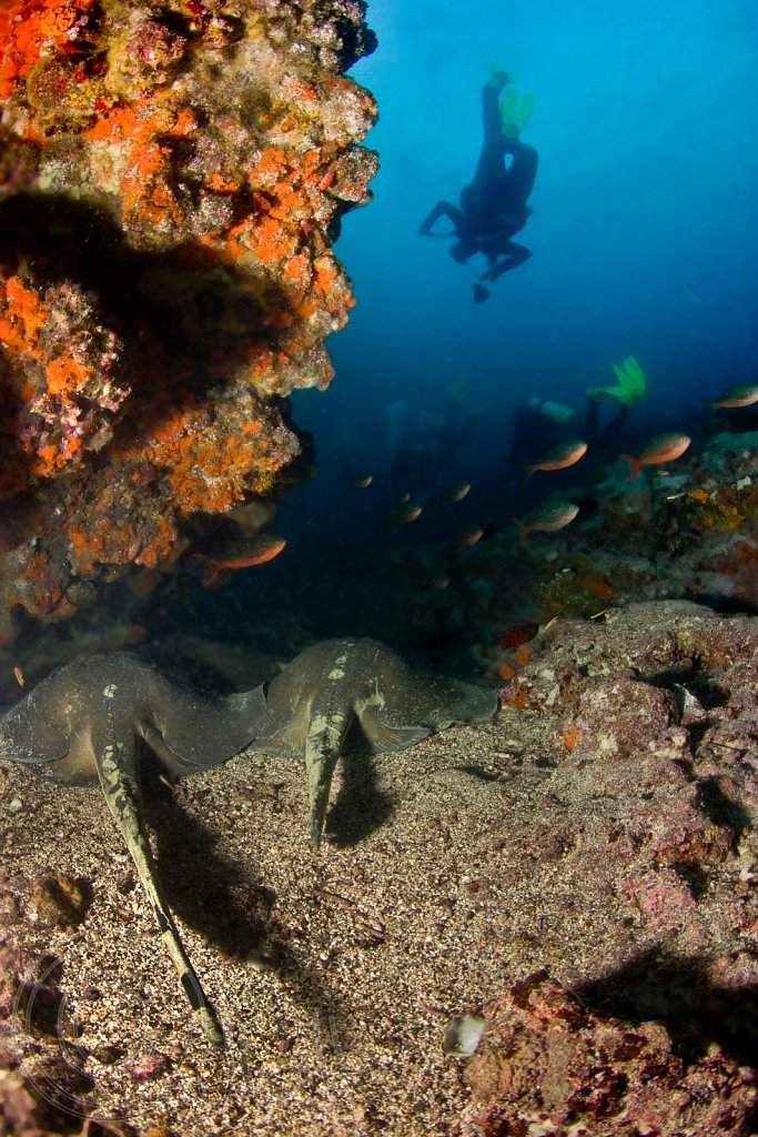 Diamond Stingrays resting in a Coral Cove
