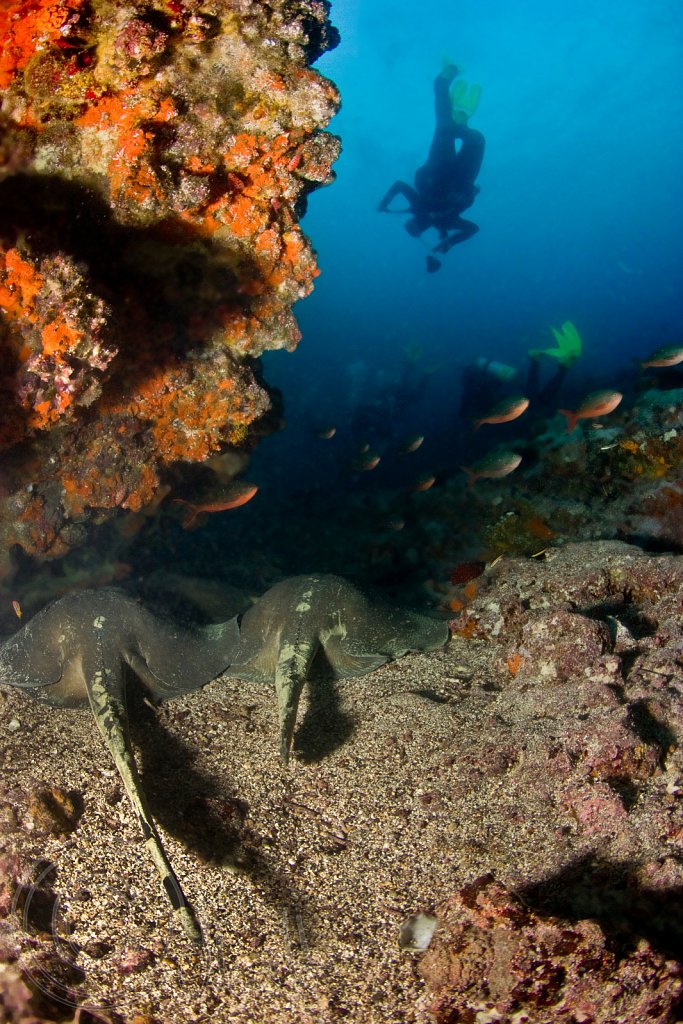 Diamond Stingrays resting in a Coral Cove